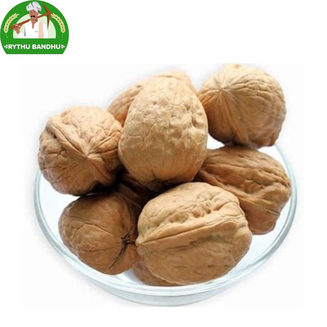 Walnut with shell